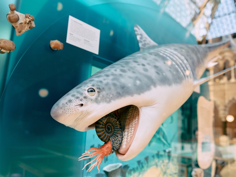 A shark’s tale