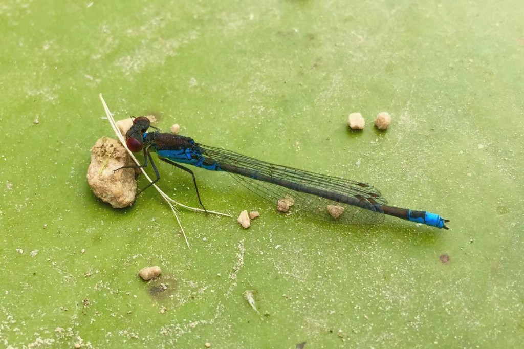 close up mage of a red-eyed damselfly resting on a lilypad.