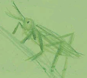 Pencil sketch of a grasshopper by Yiwen Chen.