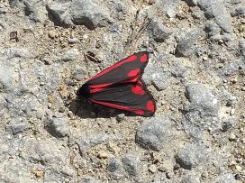 Cinnabar moth on the road