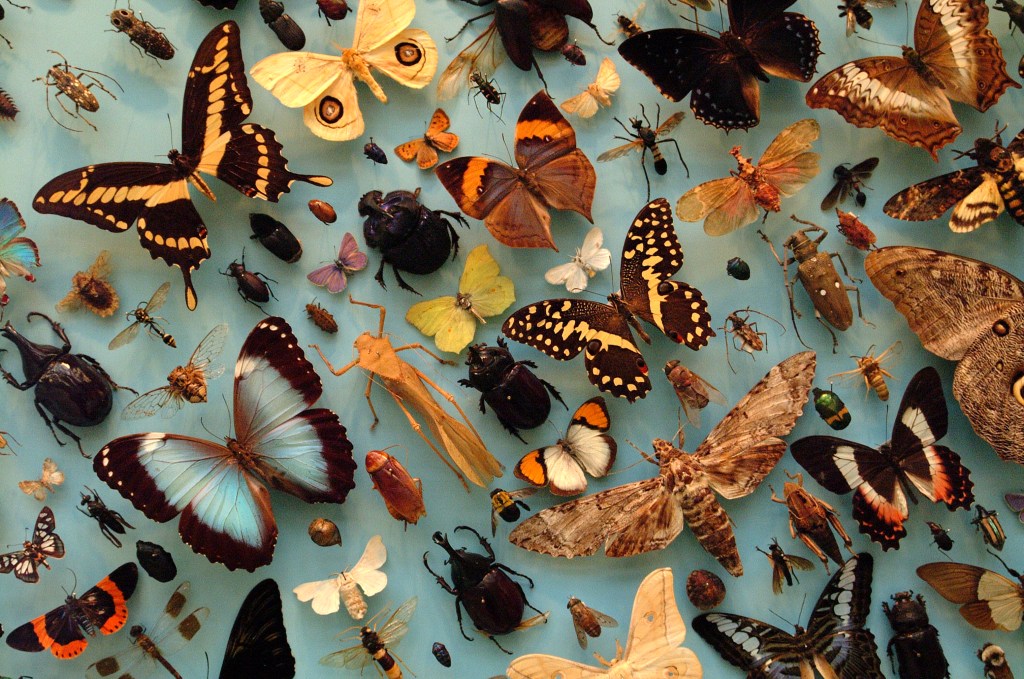 Selection of insects from the collections of the Oxford University Museum of Natural History.