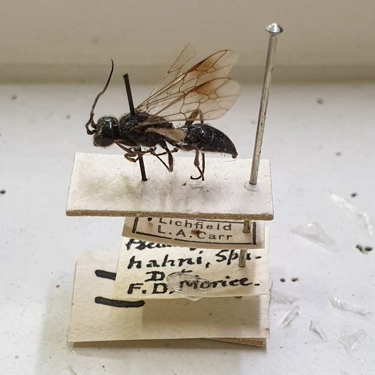 Pseudogonalos hahnii specimen pinned and mounted