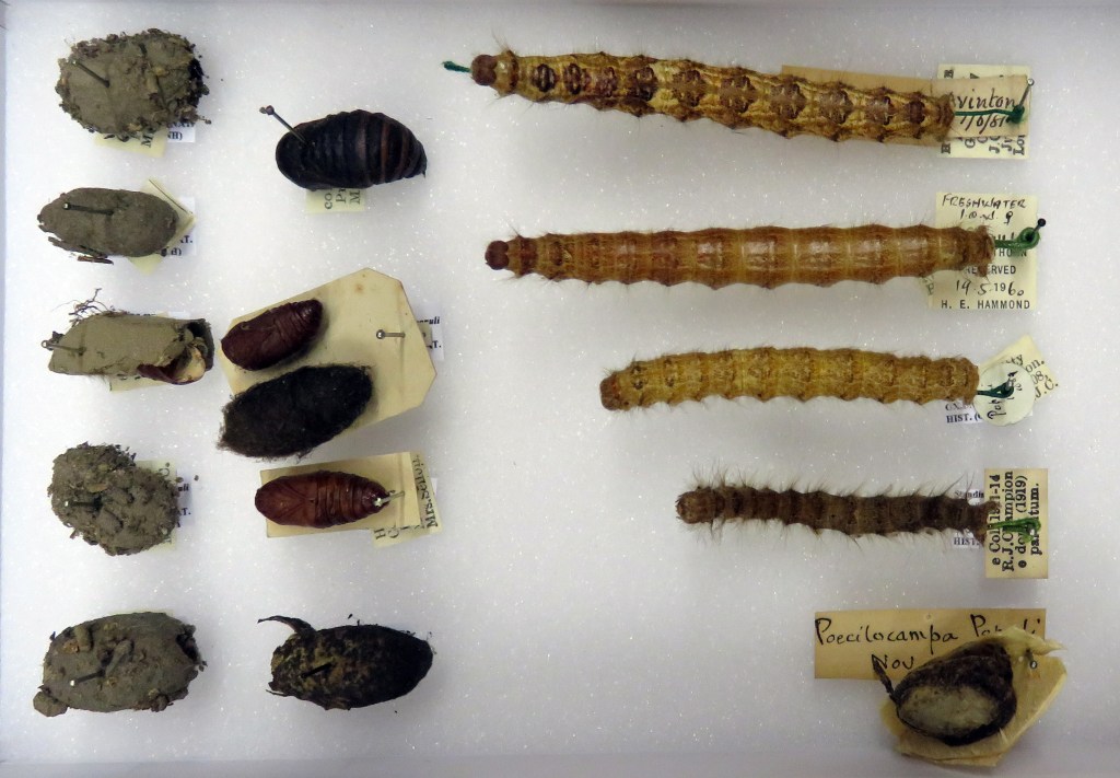 Larvae and pupae of the December moth