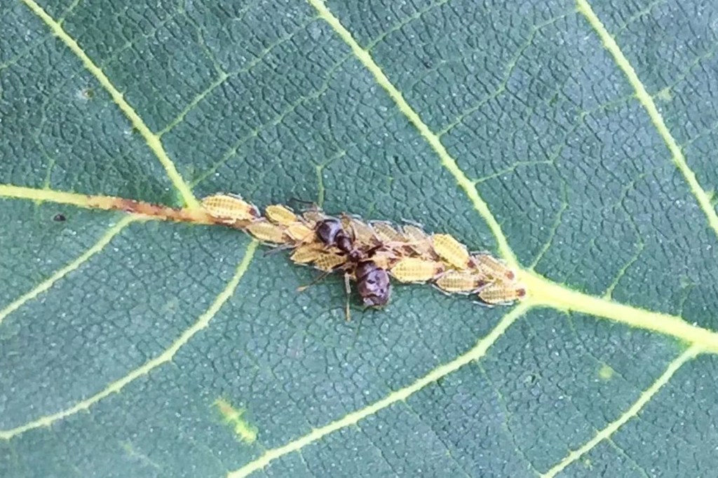 A black ant tending to a line of green aphids along the vein of a leaf they are feeding on.
