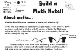 Illustrative image of moth hotel instruction sheet