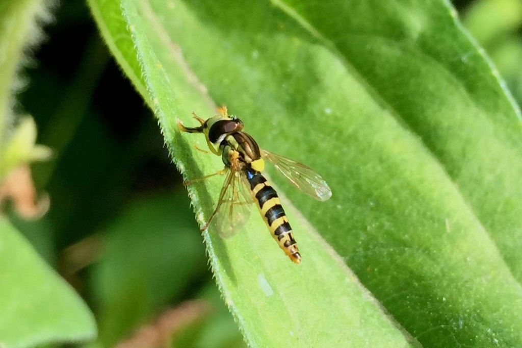 close up image of a hoverfly on a leaf.